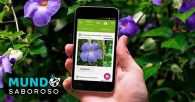 Conheça 6 aplicativos para identificar plantas