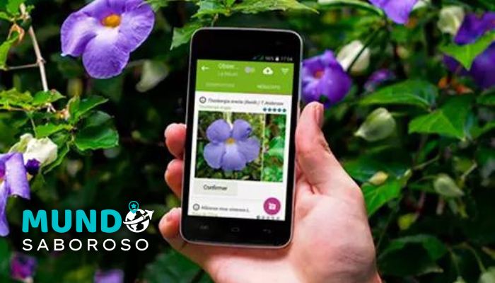 Conheça 6 aplicativos para identificar plantas 