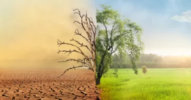 Plantas e a Sustentabilidade Luta Contra as Mudanças Climáticas