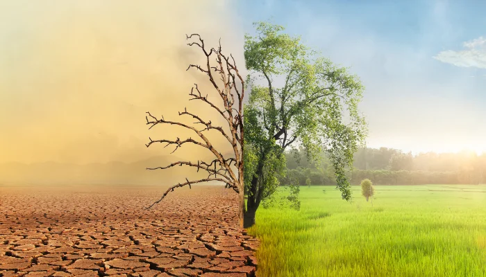 Plantas e a Sustentabilidade Luta Contra as Mudanças Climáticas