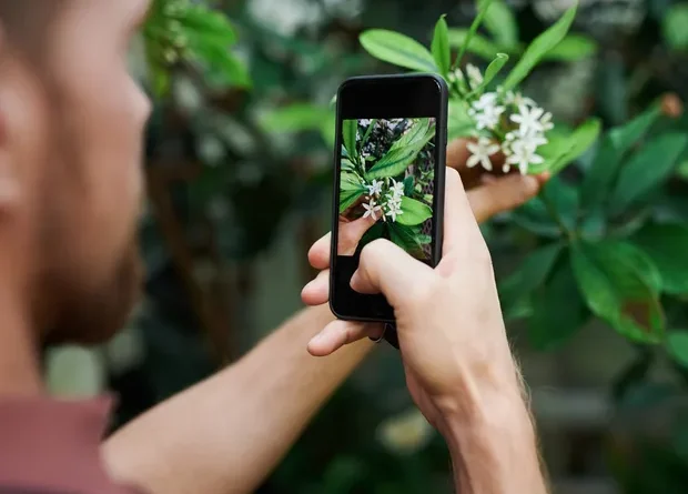 Melhores Aplicativos para Identificar Plantas - Descubra a Botânica