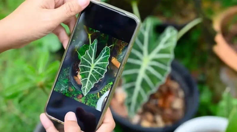 Desvendando a Natureza - Aplicativos para Identificar Plantas