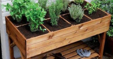 Horta em Casa: Cultive Ervas e Vegetais em Pequenos Espaços