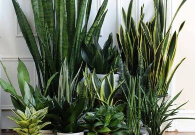 Transforme Seu Lar: As Melhores Plantas para Purificar o Ar