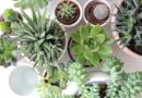 Plantas Suculentas: Variedades, Cuidados e Decoração