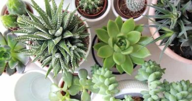 Plantas Suculentas: Variedades, Cuidados e Decoração