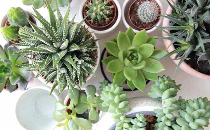 Plantas Suculentas: Variedades, Cuidados e Decoração